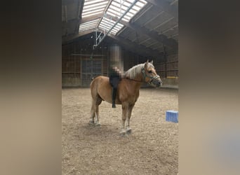 Polish Halfbred Mix, Gelding, 9 years, 15.2 hh, Chestnut-Red