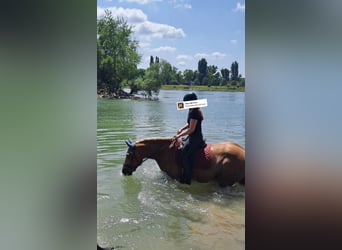 Polish Halfbred Mix, Gelding, 9 years, 15.2 hh, Chestnut-Red