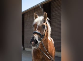 Polish Halfbred Mix, Gelding, 9 years, 15.2 hh, Chestnut-Red