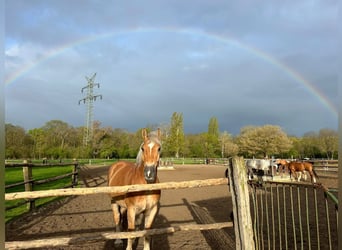 Polish Halfbred Mix, Gelding, 9 years, 15.2 hh, Chestnut-Red