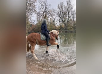 Polish Halfbred Mix, Gelding, 9 years, 15.2 hh, Chestnut-Red