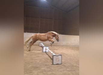 Polish Halfbred Mix, Gelding, 9 years, 15,2 hh, Chestnut-Red
