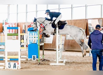 Polish Halfbred, Gelding, 9 years, 16 hh, Gray