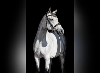 Polish Halfbred, Gelding, 9 years, 16,1 hh, Grey
