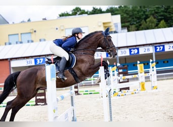 Polish Halfbred, Gelding, 9 years, 16,2 hh, Smoky-Black