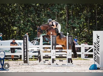 Polish Halfbred, Gelding, 9 years, 17 hh, Brown