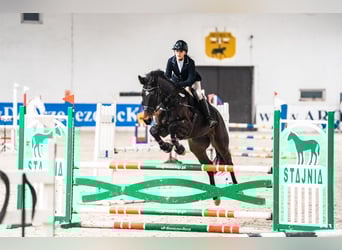 Polish Halfbred, Gelding, 9 years, 17 hh, Brown