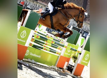 Polish Halfbred, Gelding, 9 years, 17 hh, Chestnut-Red