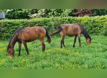 Polish Halfbred, Mare, 10 years, 15,1 hh, Brown