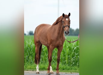 Polnisches Halbblut, Stute, 10 Jahre, 16,1 hh, Fuchs