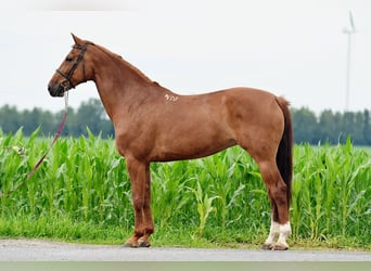 Polnisches Halbblut, Stute, 10 Jahre, 16,1 hh, Fuchs