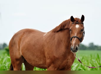 Polish Halfbred, Mare, 10 years, 16.1 hh, Chestnut-Red