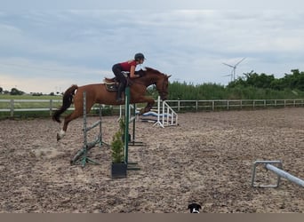 Polish Halfbred, Mare, 10 years, 16.1 hh, Chestnut-Red