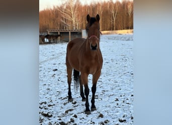 Polish Halfbred, Mare, 10 years, 17,2 hh, Brown