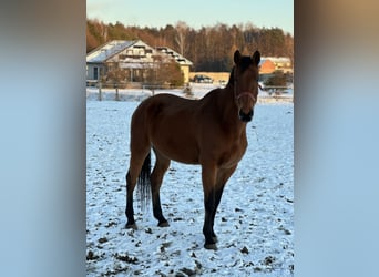 Polish Halfbred, Mare, 10 years, 17,2 hh, Brown