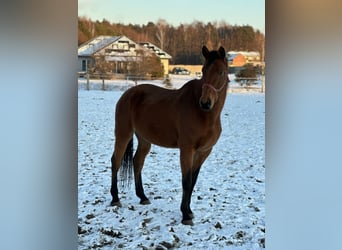 Polish Halfbred, Mare, 10 years, 17,2 hh, Brown