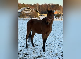 Polish Halfbred, Mare, 10 years, 17,2 hh, Brown