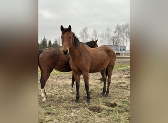 Polish Halfbred, Mare, 10 years, 17,2 hh, Brown