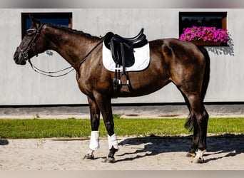 Polish Halfbred, Mare, 10 years, 17 hh, Black