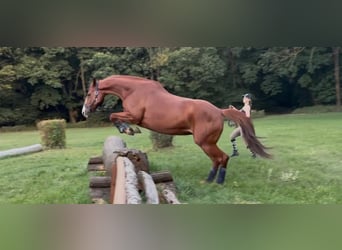 Polish Halfbred, Mare, 10 years, 17 hh, Chestnut-Red