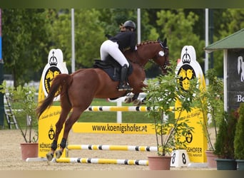Polish Halfbred, Mare, 10 years, 17 hh, Chestnut-Red