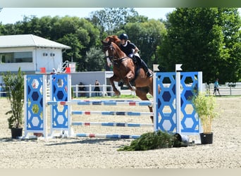 Polish Halfbred, Mare, 10 years, 17 hh, Chestnut-Red