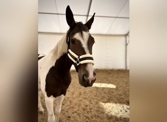 Polish Halfbred, Mare, 10 years, 17,1 hh, Pinto
