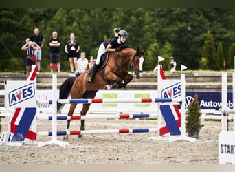 Polish Halfbred, Mare, 11 years, 15,3 hh, Brown-Light