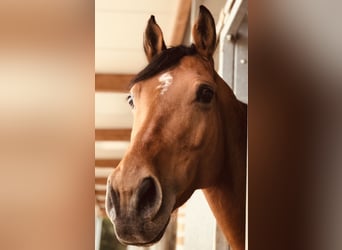 Polish Halfbred, Mare, 11 years, 16 hh, Brown-Light