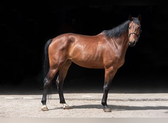 Polish Halfbred, Mare, 11 years, 16,2 hh, Brown