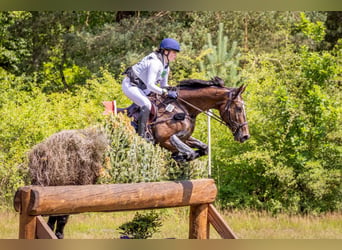 Polish Halfbred, Mare, 11 years, 17 hh, Bay-Dark