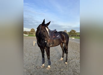 Polish Halfbred, Mare, 11 years, 17 hh, Bay-Dark