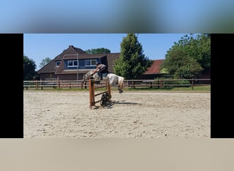 Polish Halfbred, Mare, 12 years, 15.1 hh, Gray-Blue-Tan