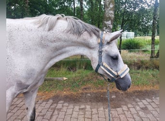 Polish Halfbred, Mare, 12 years, 15.1 hh, Gray-Blue-Tan