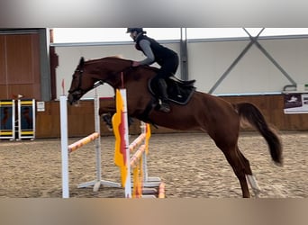 Polish Halfbred, Mare, 12 years, 16,2 hh, Chestnut-Red