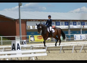 Polish Halfbred, Mare, 12 years, 16,3 hh, Brown