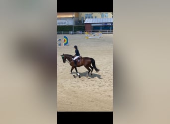 Polish Halfbred, Mare, 12 years, 16,3 hh, Brown