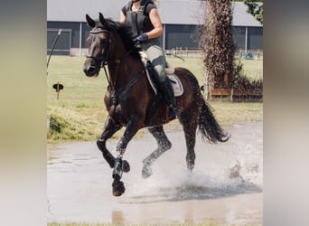 Polish Halfbred, Mare, 12 years, 16,1 hh, Bay-Dark