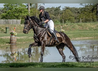 Polish Halfbred, Mare, 12 years, 16,1 hh, Bay-Dark