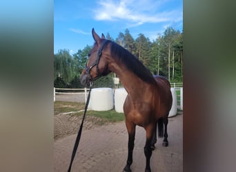 Polish Halfbred, Mare, 12 years, 16,1 hh, Brown