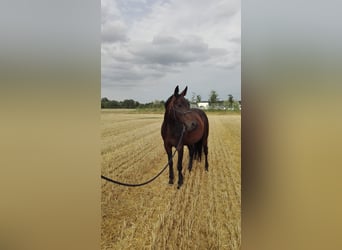 Polish Halfbred, Mare, 13 years, 15,3 hh, Bay-Dark