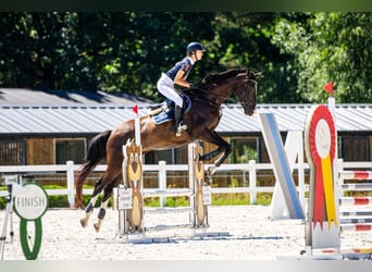Polish Halfbred, Mare, 13 years, 16.2 hh, Smoky-Black