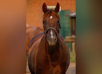 Polish Halfbred, Mare, 13 years, 16 hh, Chestnut