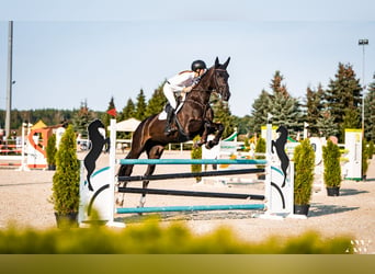 Polish Halfbred, Mare, 13 years, 17,2 hh, Smoky-Black