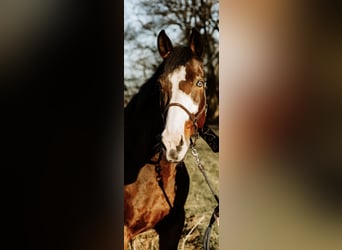 Polish Halfbred, Mare, 13 years, 17 hh, Brown