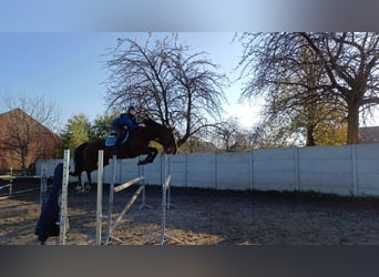 Polish Halfbred, Mare, 14 years, 16,2 hh, Brown