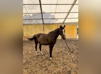 Polish Halfbred, Mare, 14 years, 16,1 hh, Bay