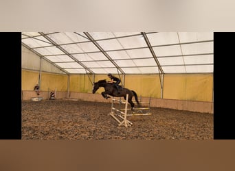 Polish Halfbred, Mare, 14 years, 16,1 hh, Bay
