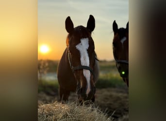 Polish Halfbred, Mare, 14 years, 16,1 hh, Bay