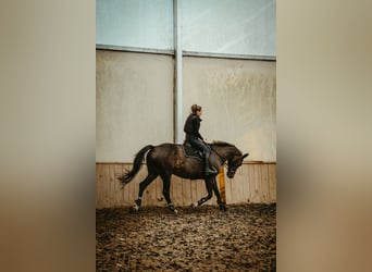Polish Halfbred, Mare, 14 years, 16,1 hh, Bay
